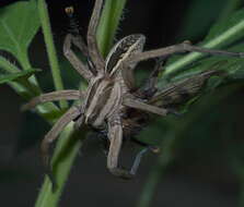 Image of Rabid Wolf Spider