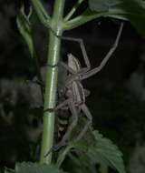 Image of Rabid Wolf Spider