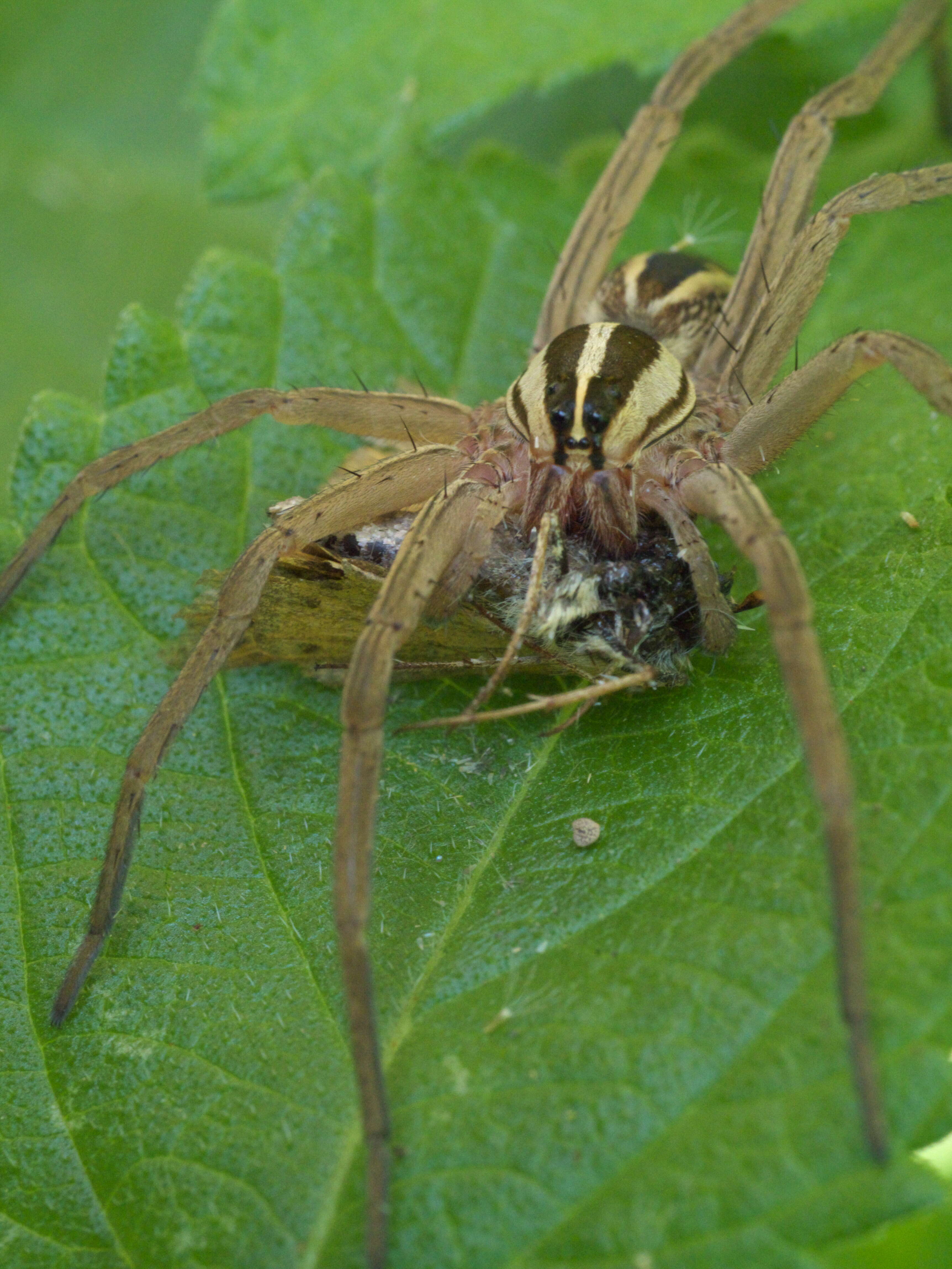 Image of Rabid Wolf Spider