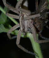 Image of Rabid Wolf Spider