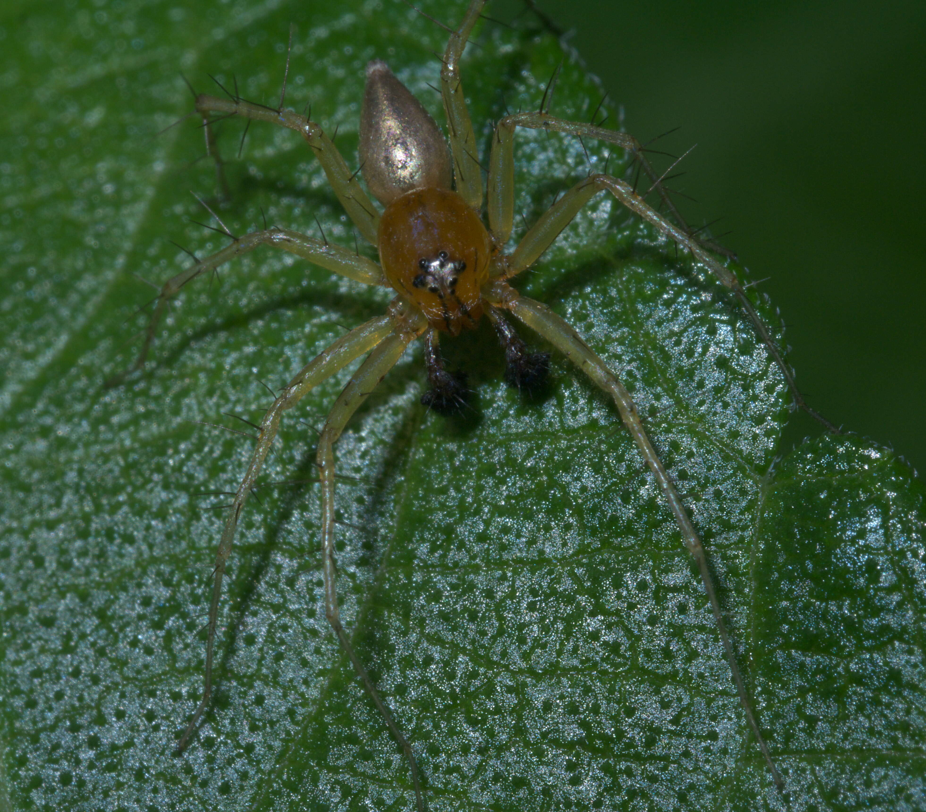 Image of Striped Lynx