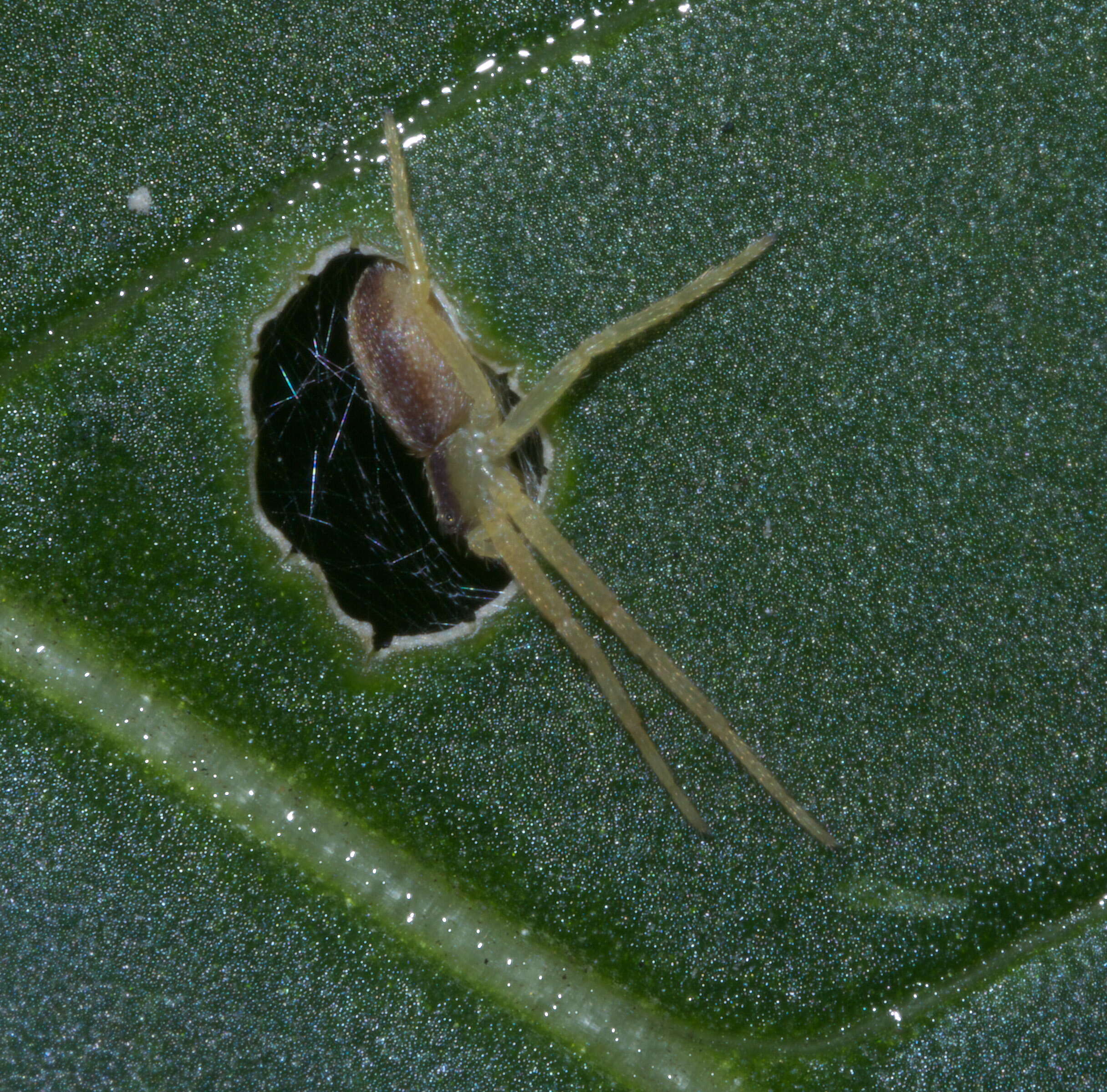 Image of philodromid crab spiders