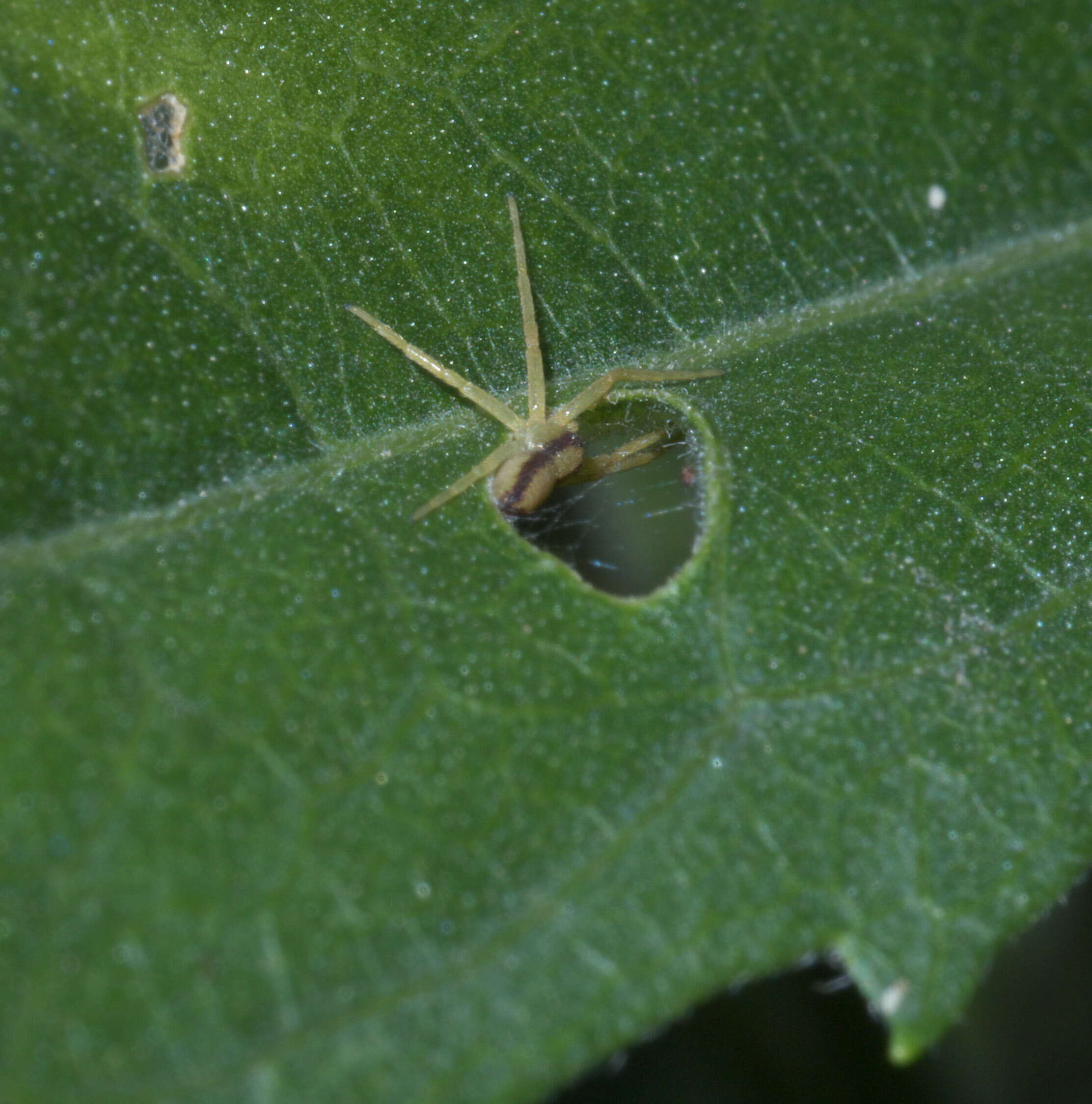 Image of Philodromus