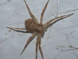 Image of Philodromus