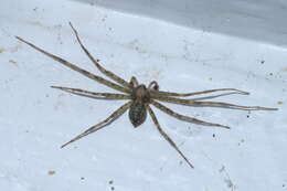 Image of Philodromus