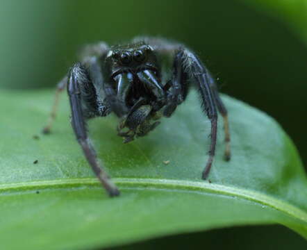 Image of Golden jumping spider