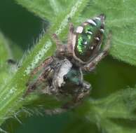 Image of Golden jumping spider