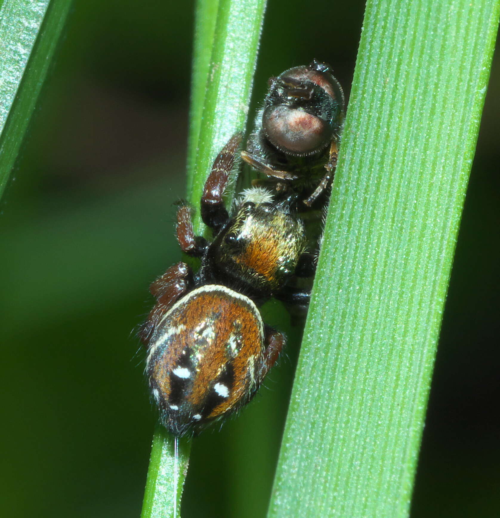 Plancia ëd Phidippus whitmani Peckham & Peckham 1909