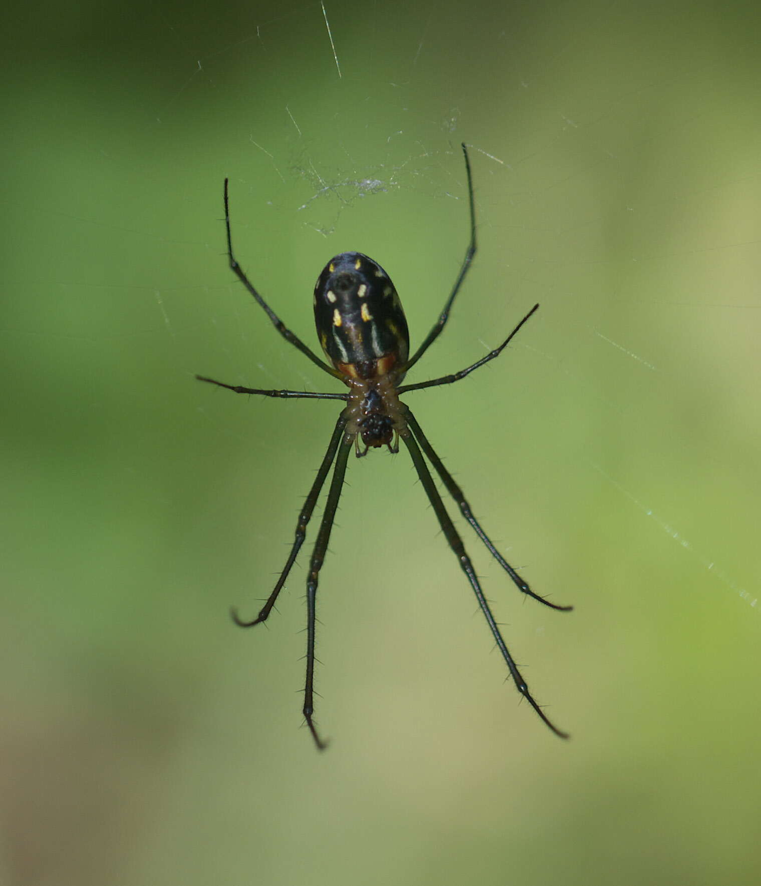 Image of Leucauge argyra (Walckenaer 1841)