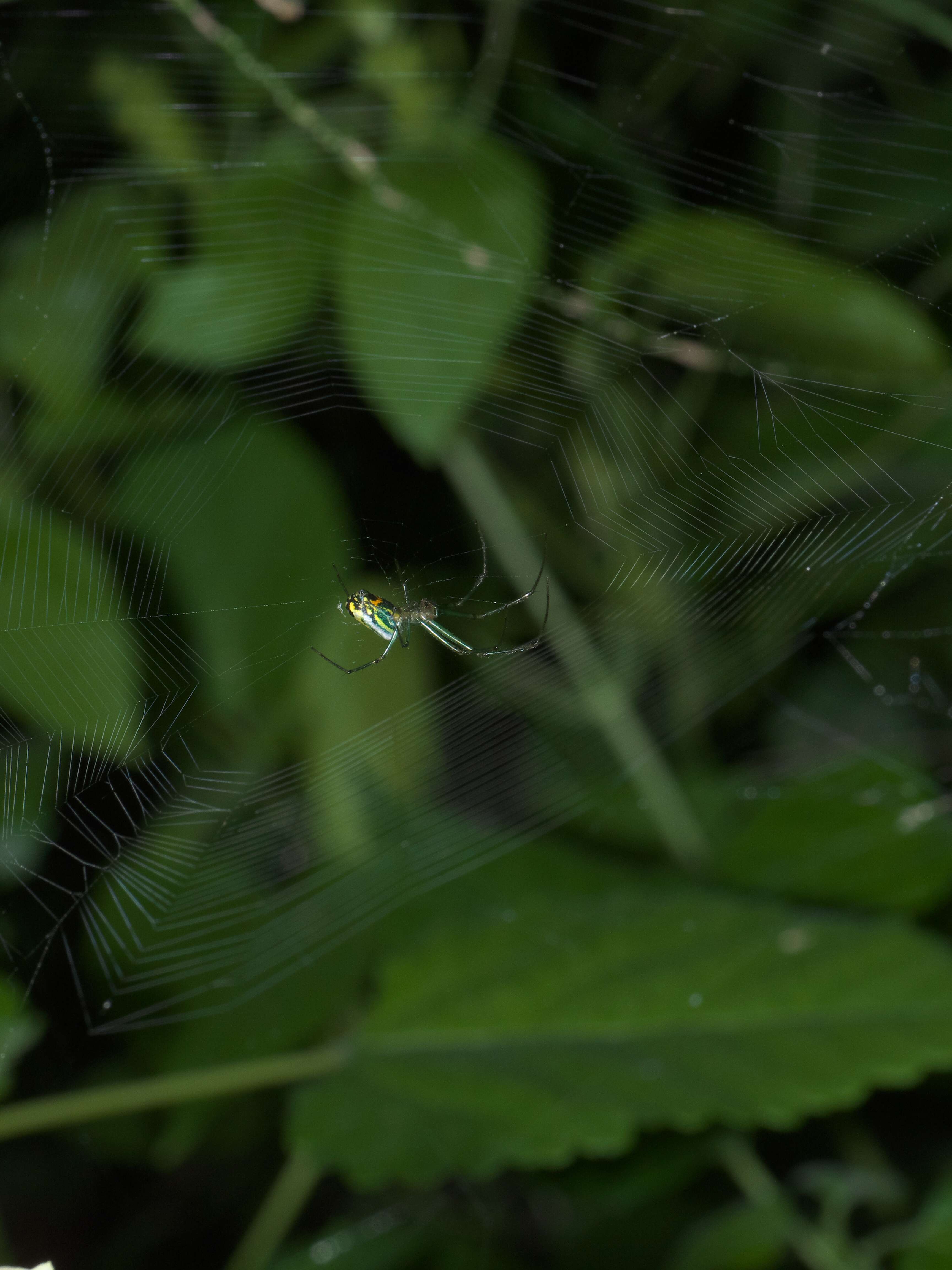 Image of Leucauge venusta (Walckenaer 1841)