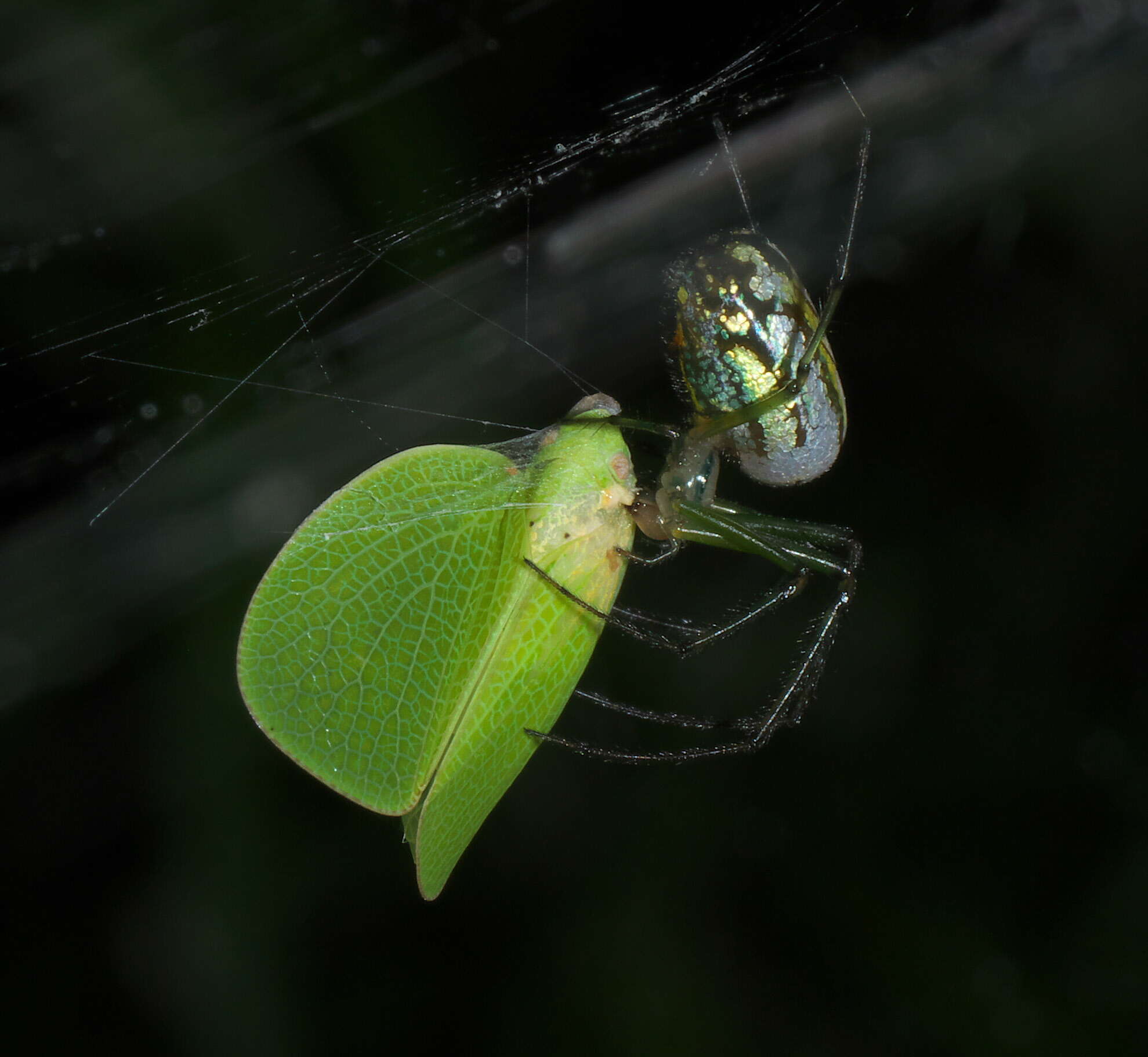 Image of Leucauge venusta (Walckenaer 1841)