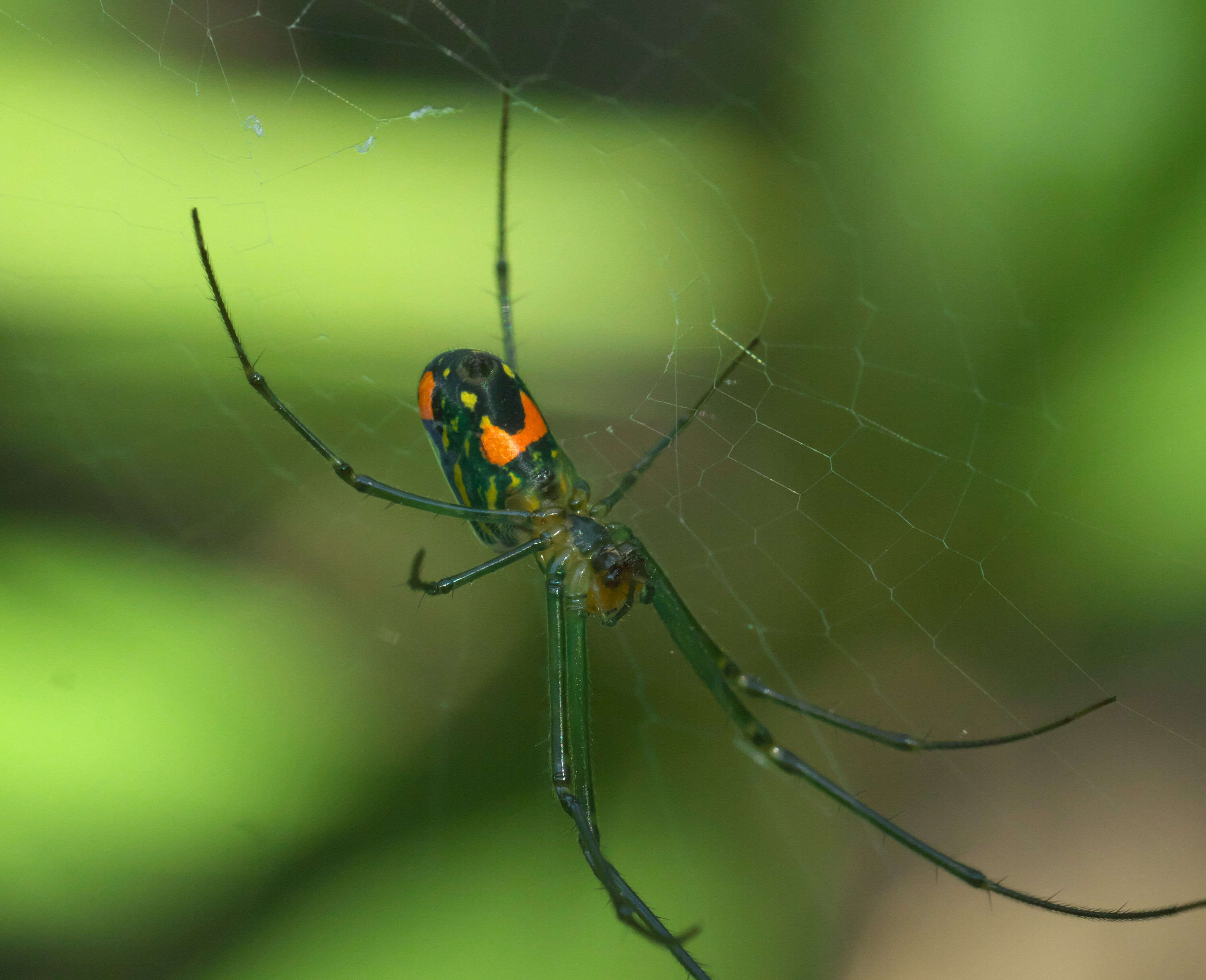 Image of Leucauge venusta (Walckenaer 1841)