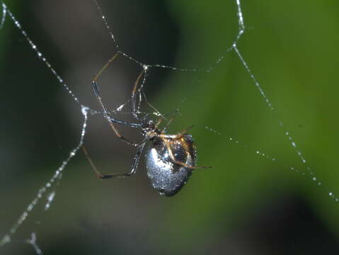 Image of Dewdrop Spiders