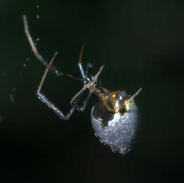 Image of Dewdrop Spiders