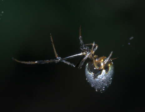 Image of Dewdrop Spiders