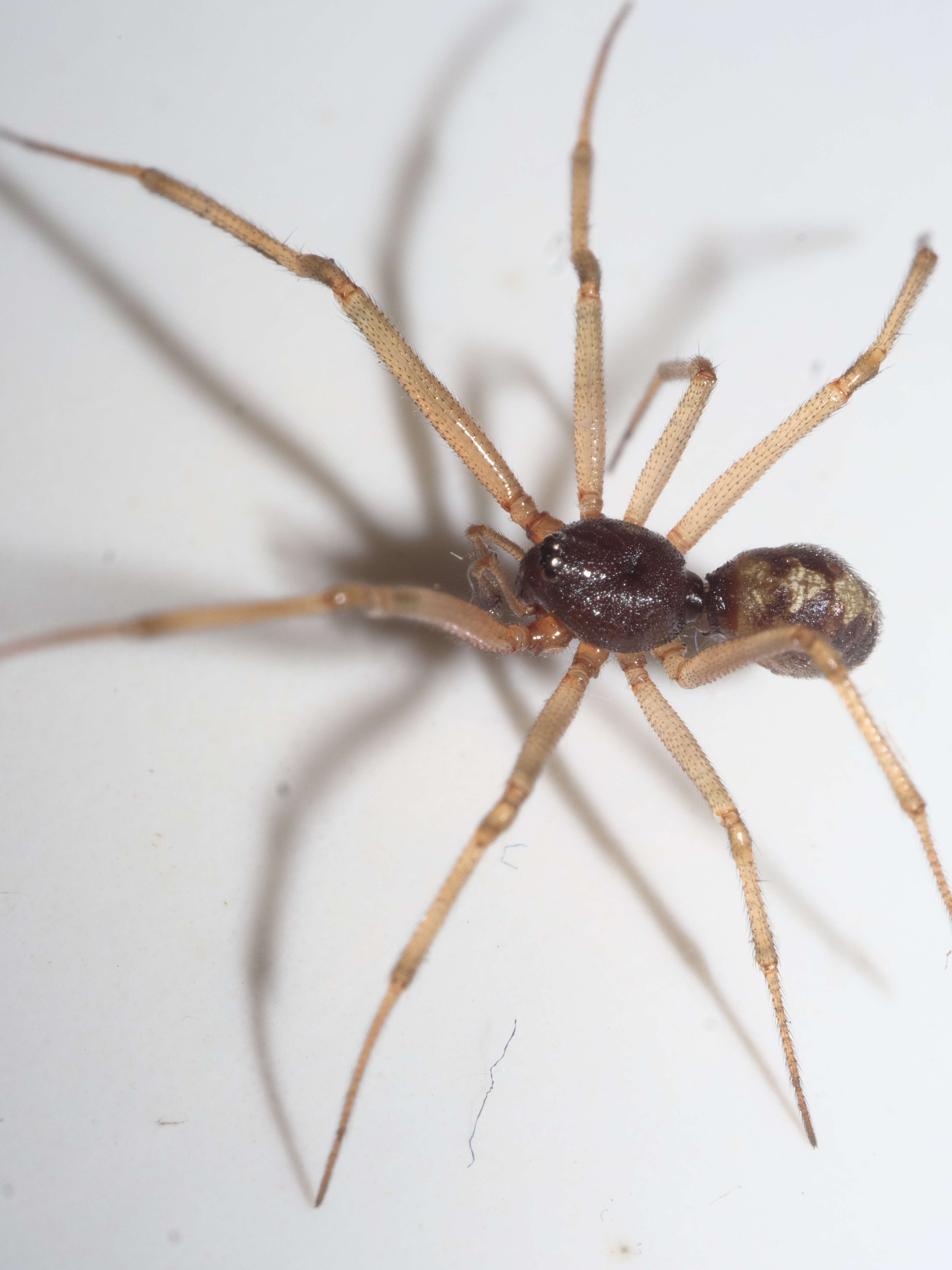 Image of Triangulate cobweb spider