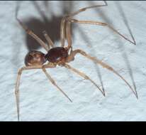 Image of Triangulate cobweb spider