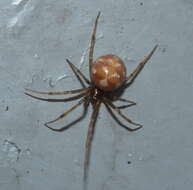 Image of Triangulate cobweb spider