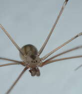 Image of daddy long-legs spiders