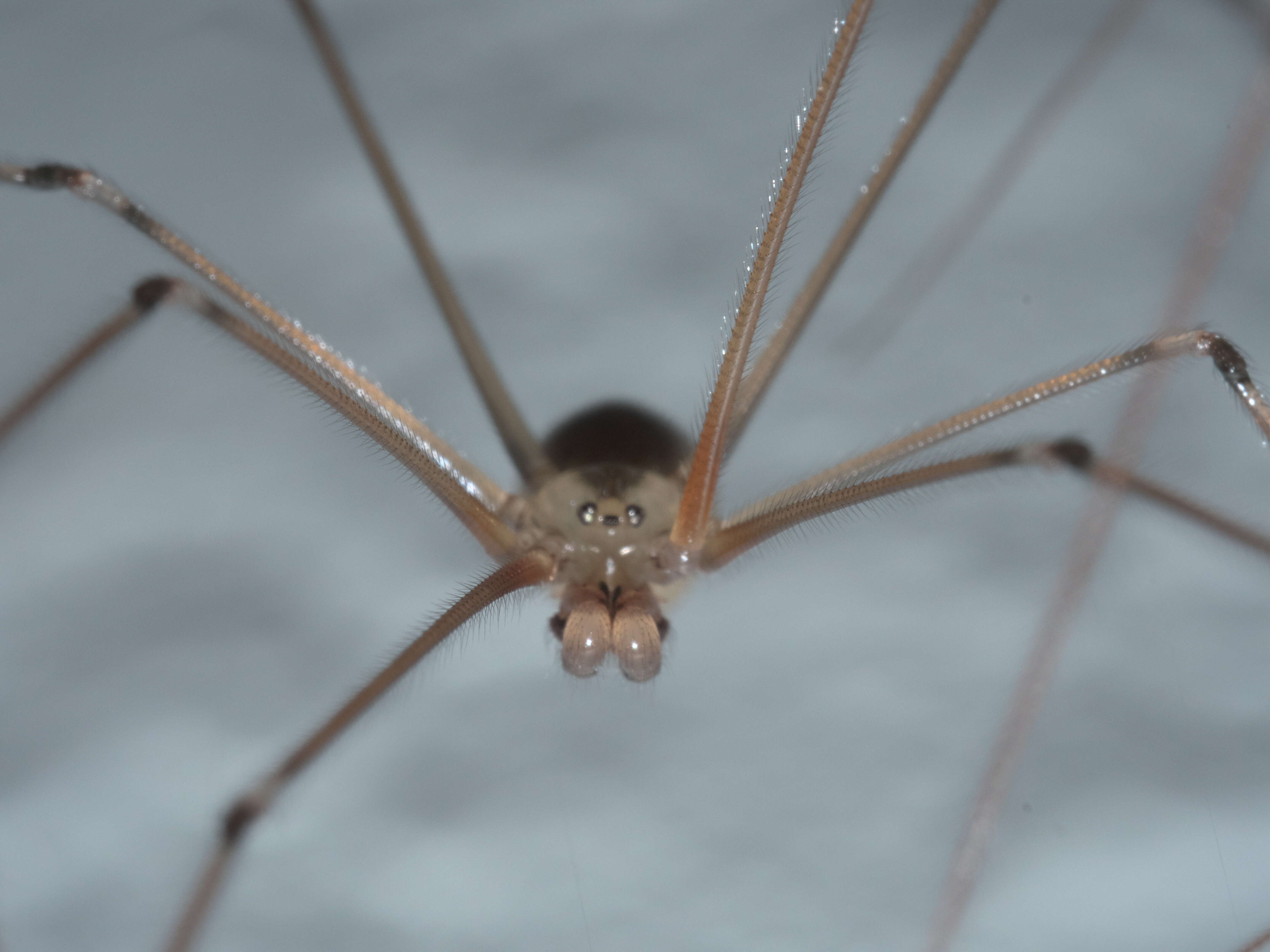 Image of daddy long-legs spiders