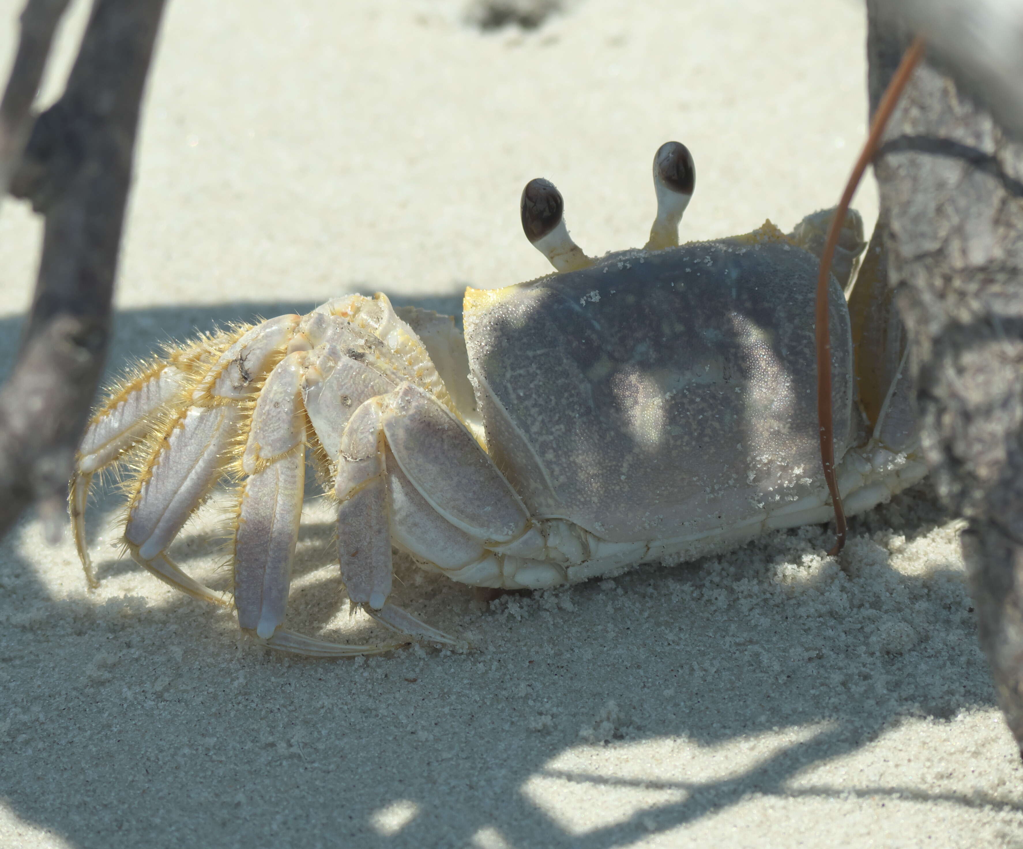 Image of Atlantic Ghost Crab