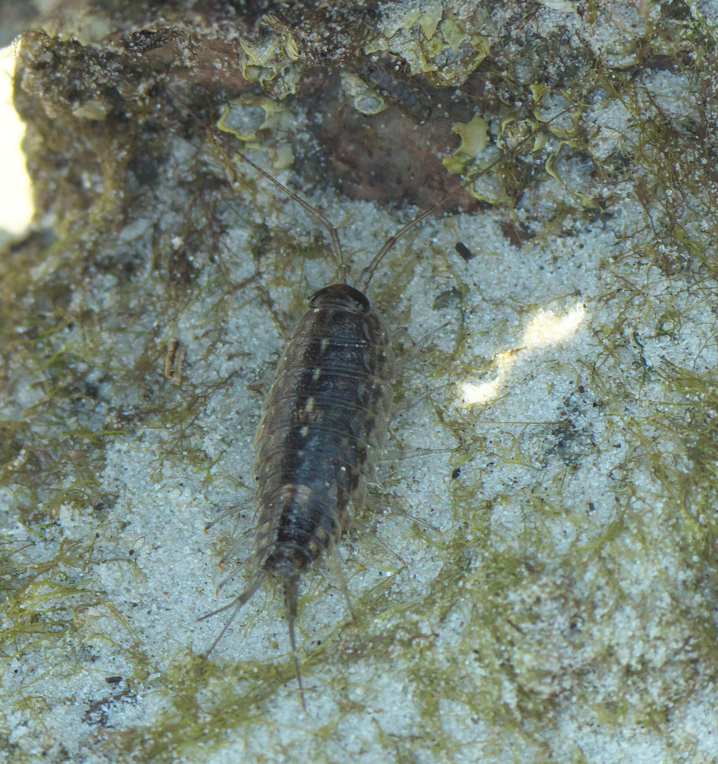 Image of rock lice