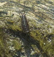 Image of rock lice