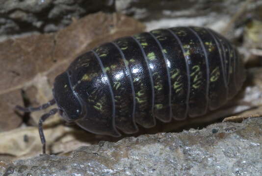 Image of Pill woodlouse