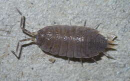 Image of Isopod