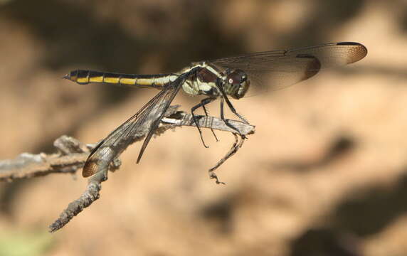 Libellula incesta Hagen 1861 resmi