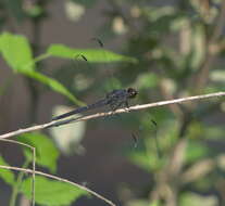 Libellula incesta Hagen 1861 resmi