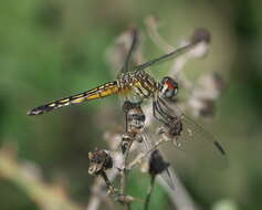 Image of Blue Dasher