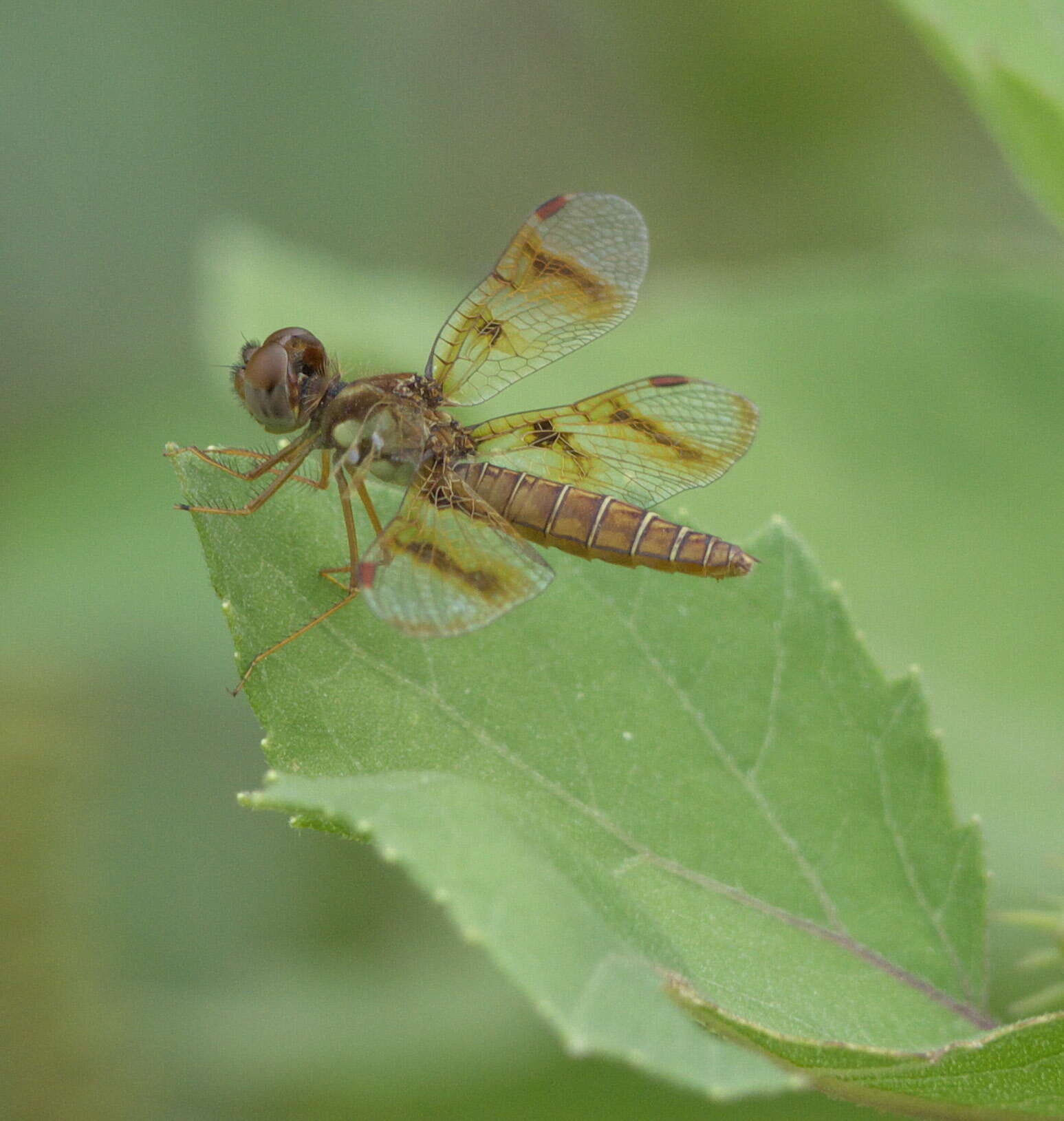 Image of Eastern Amberwing