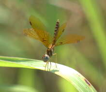 Image of Eastern Amberwing