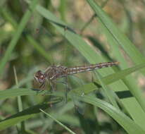 Image of Variegated Meadowhawk