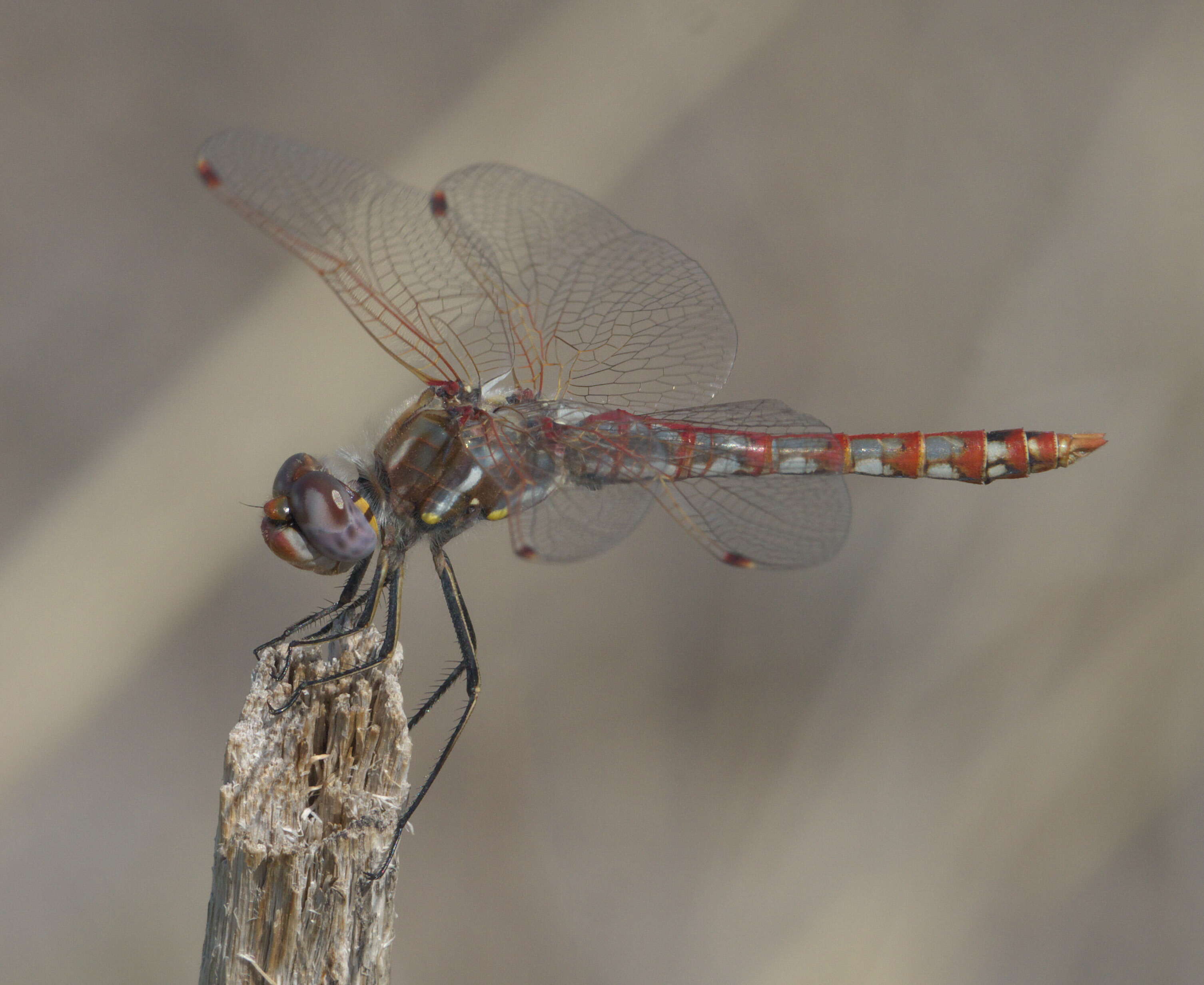 Image of Variegated Meadowhawk