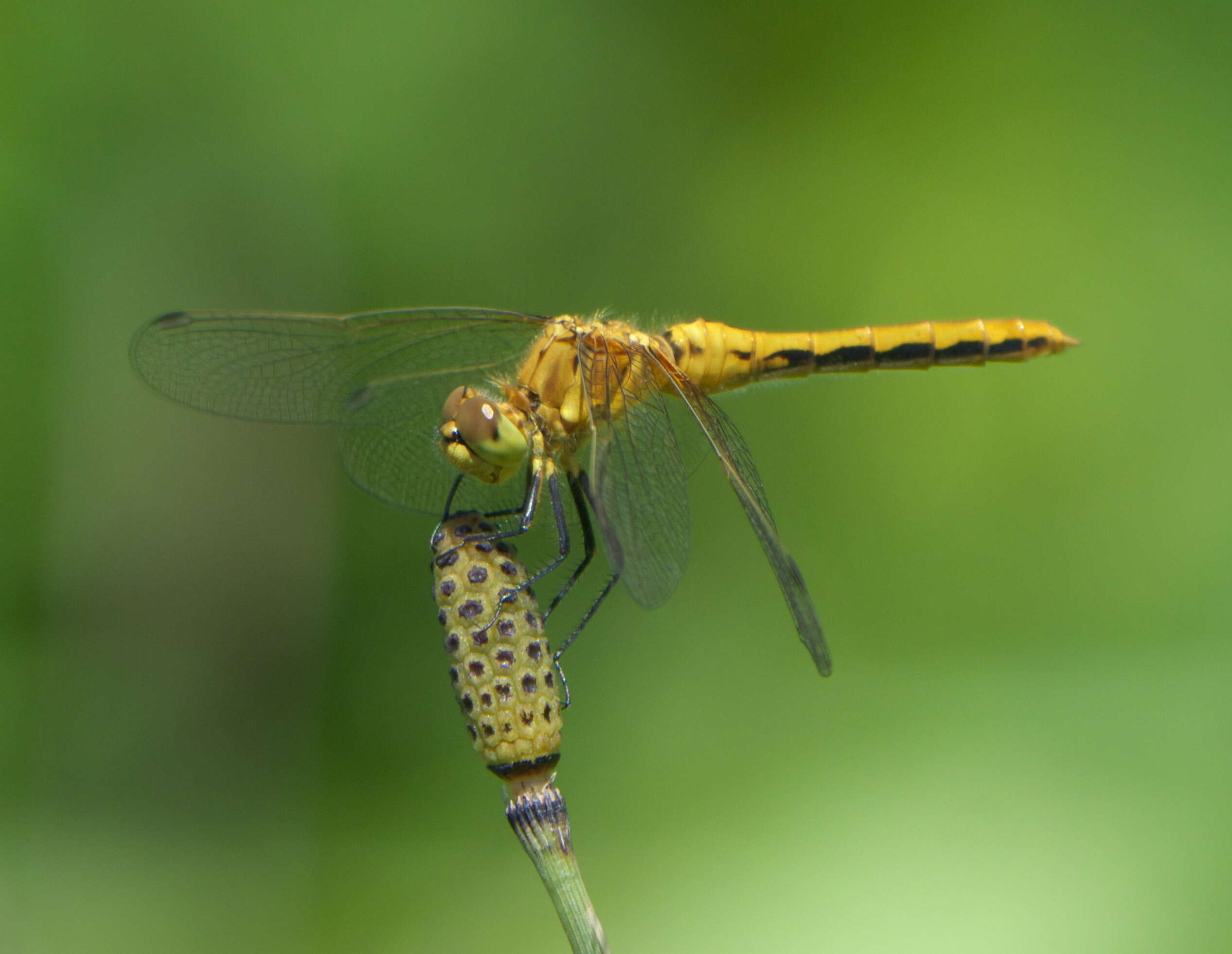 Image of White-faced Meadowhawk