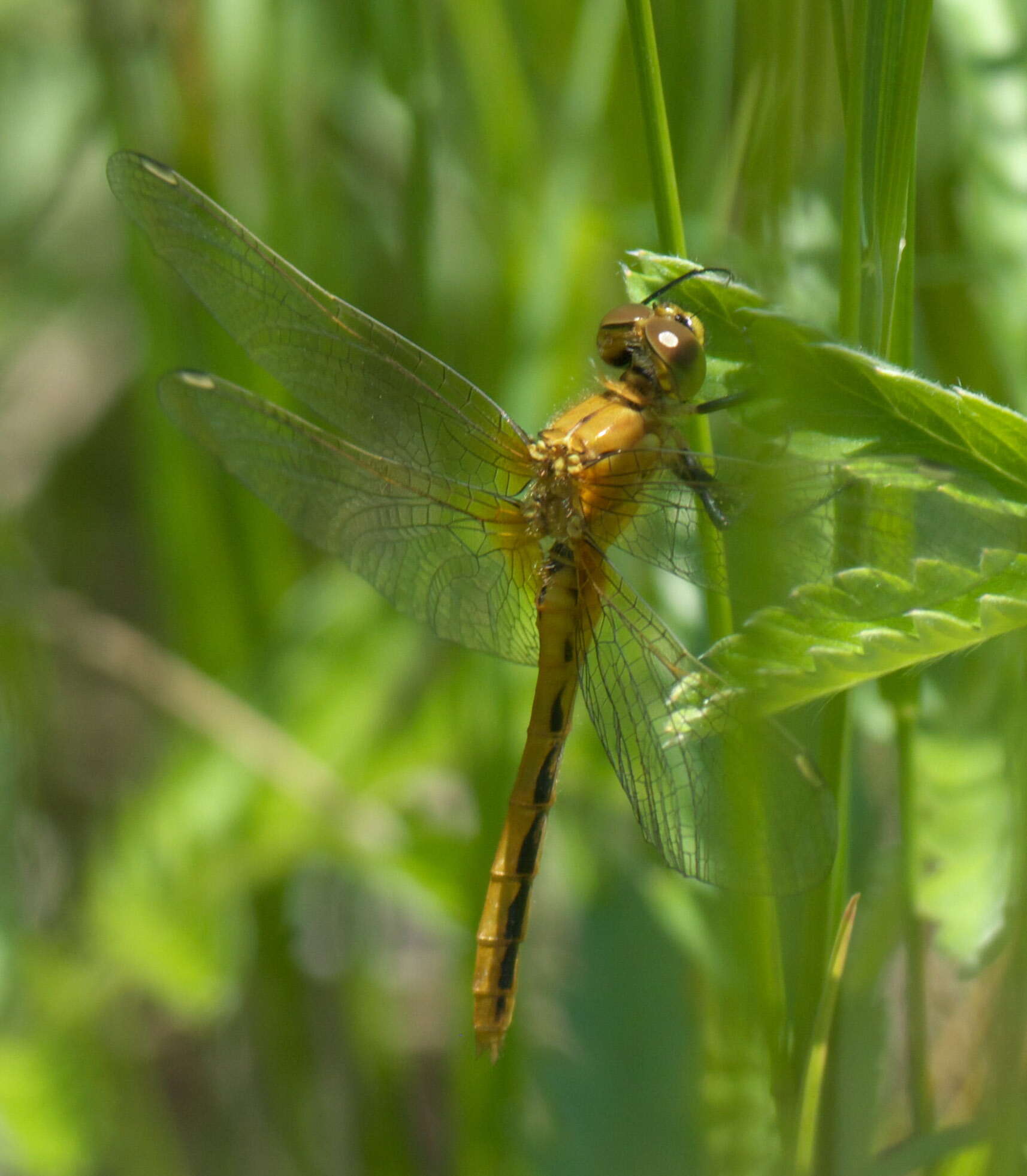 Image of White-faced Meadowhawk