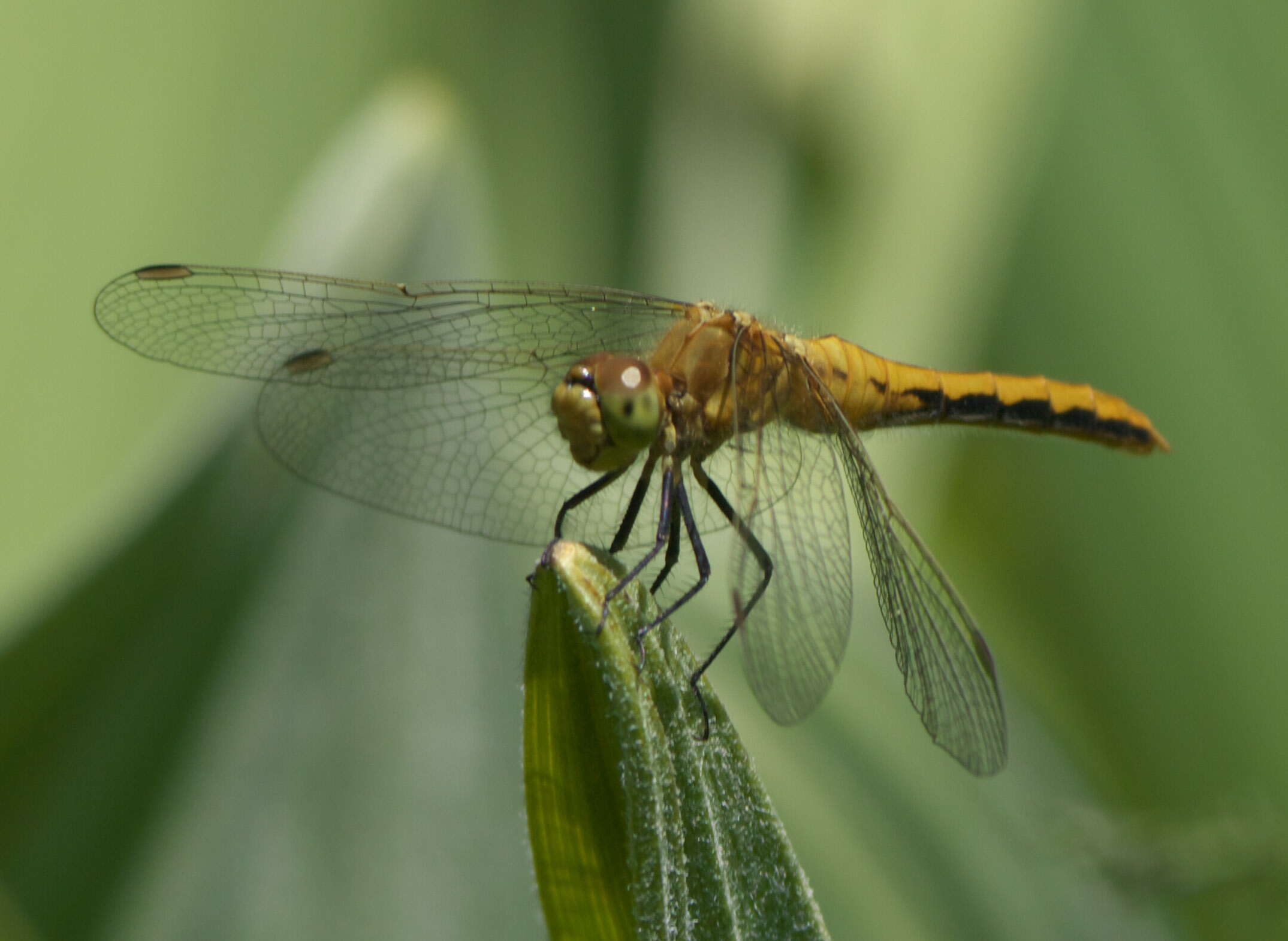 Image of White-faced Meadowhawk