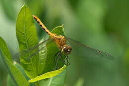 Image of White-faced Meadowhawk