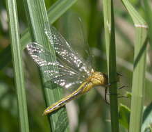 Image of White-faced Meadowhawk