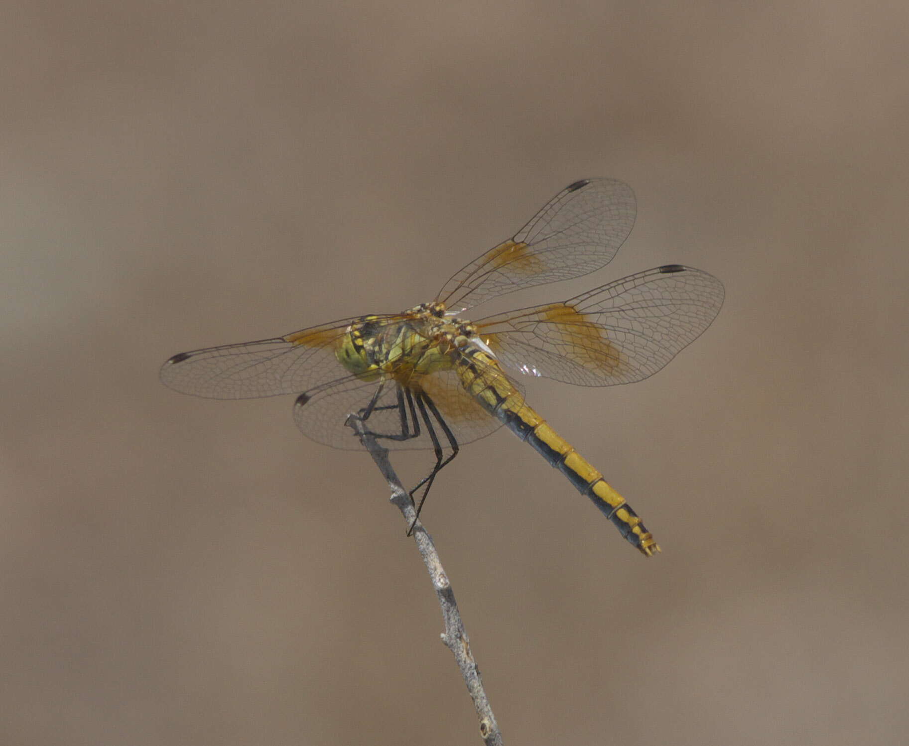 Image of Band-winged Meadowhawk