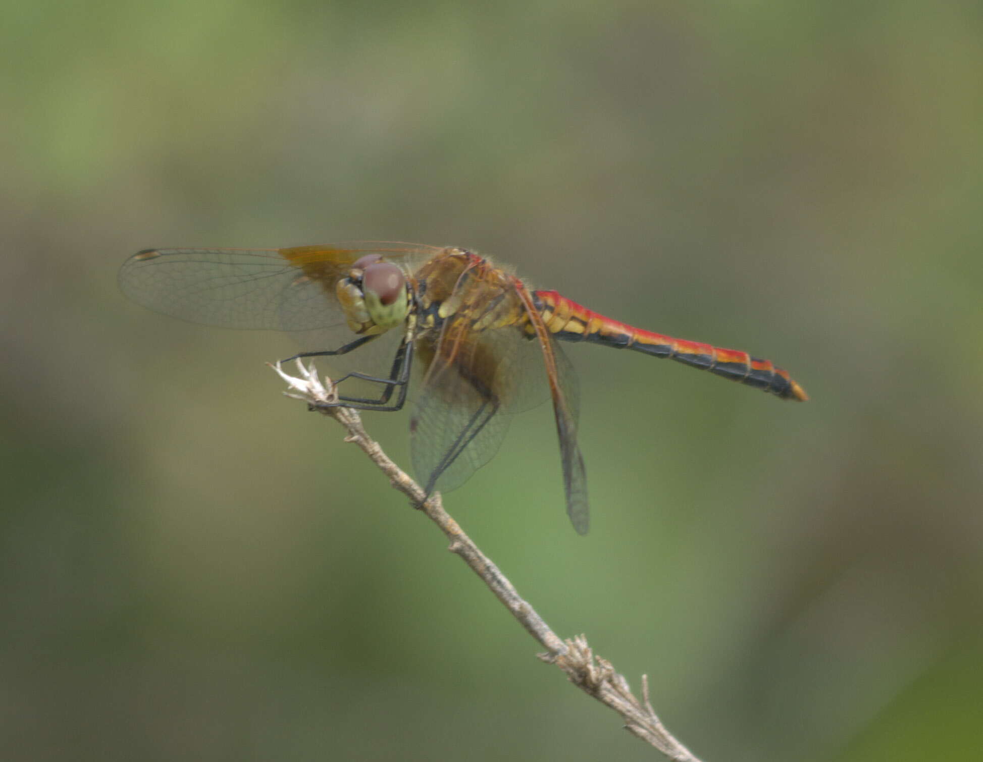 Image of Band-winged Meadowhawk