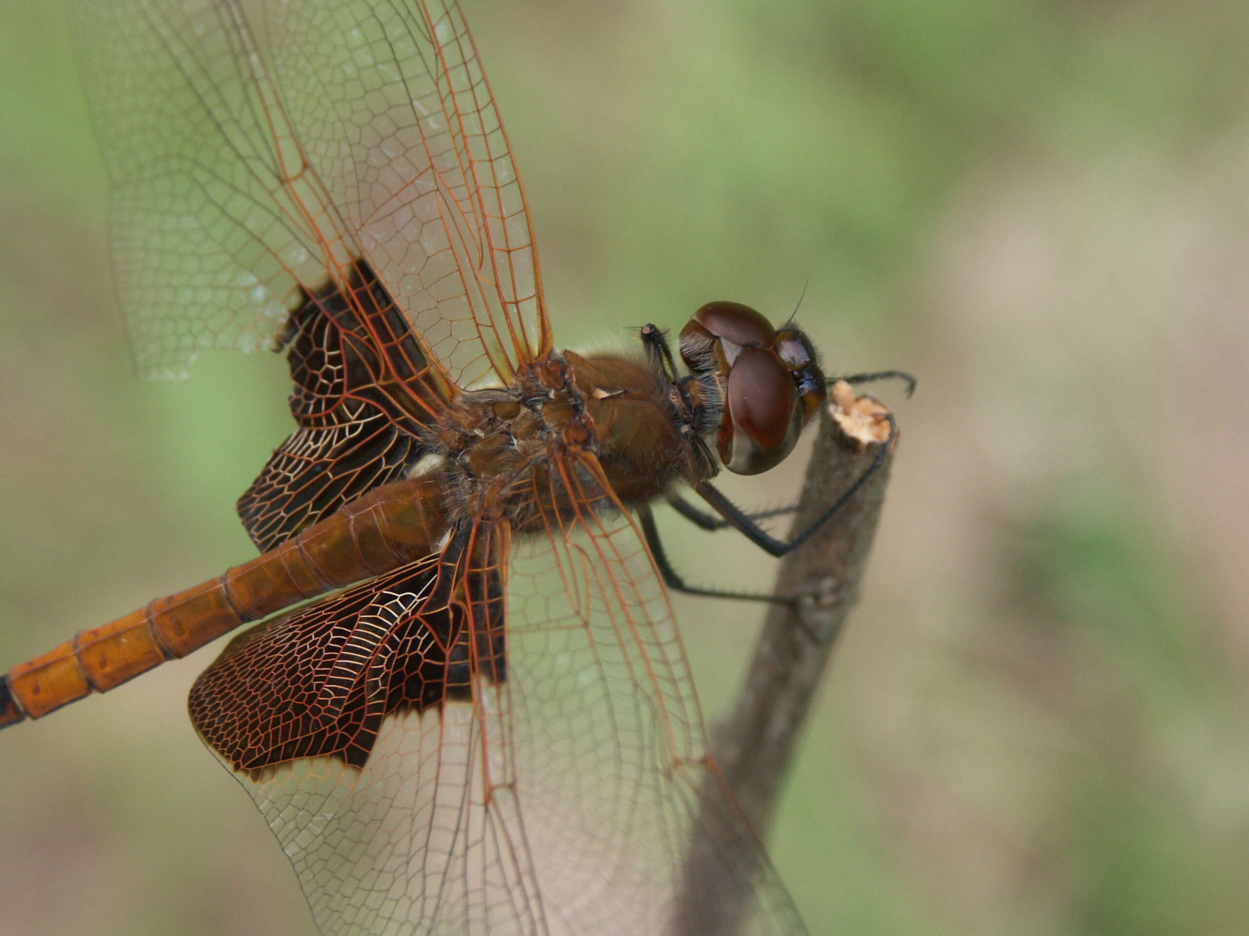 Image of Carolina Saddlebags