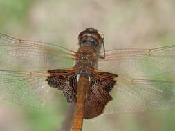 Tramea carolina (Linnaeus 1763) resmi