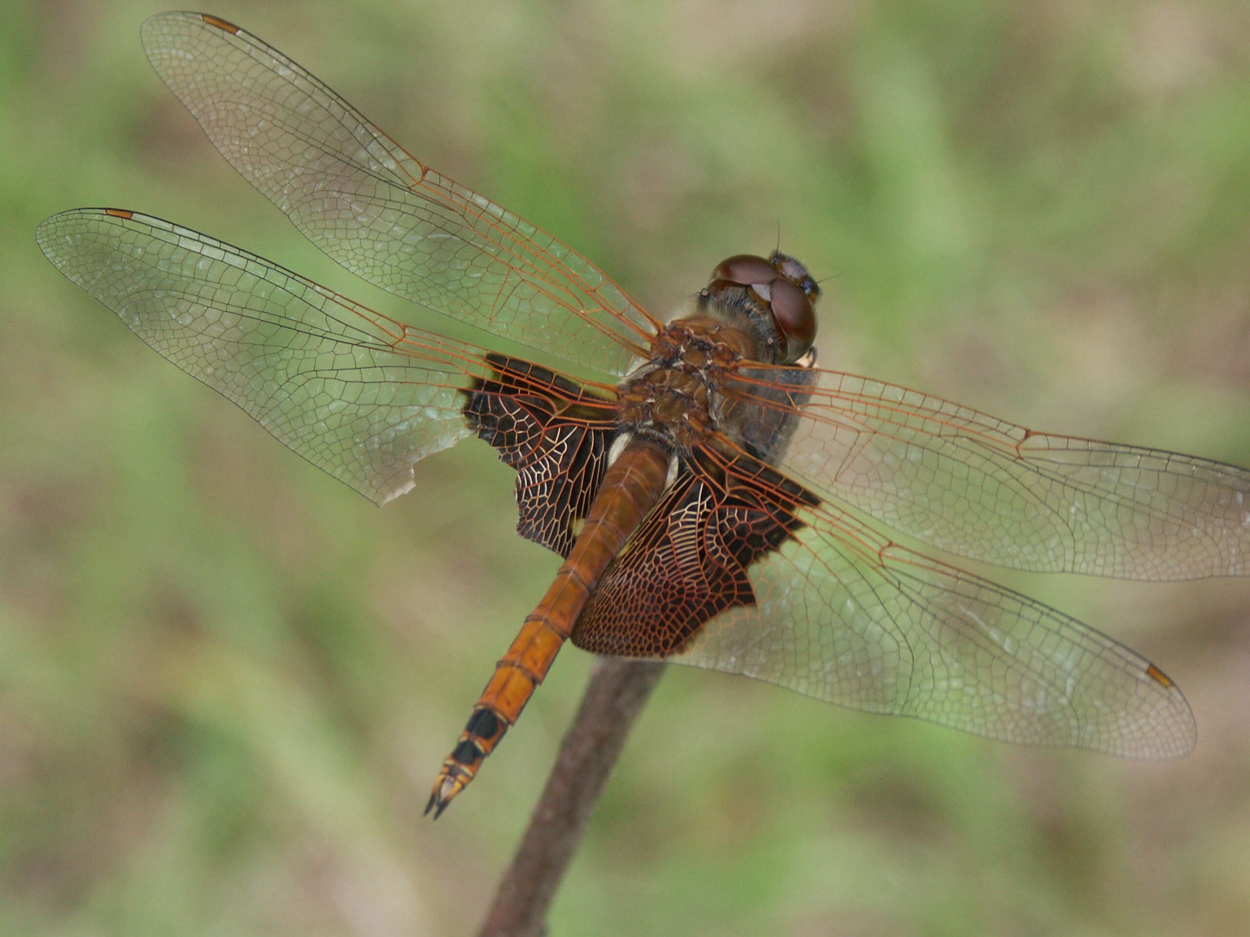 Image of Carolina Saddlebags