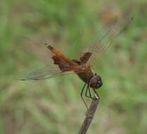 Tramea carolina (Linnaeus 1763) resmi