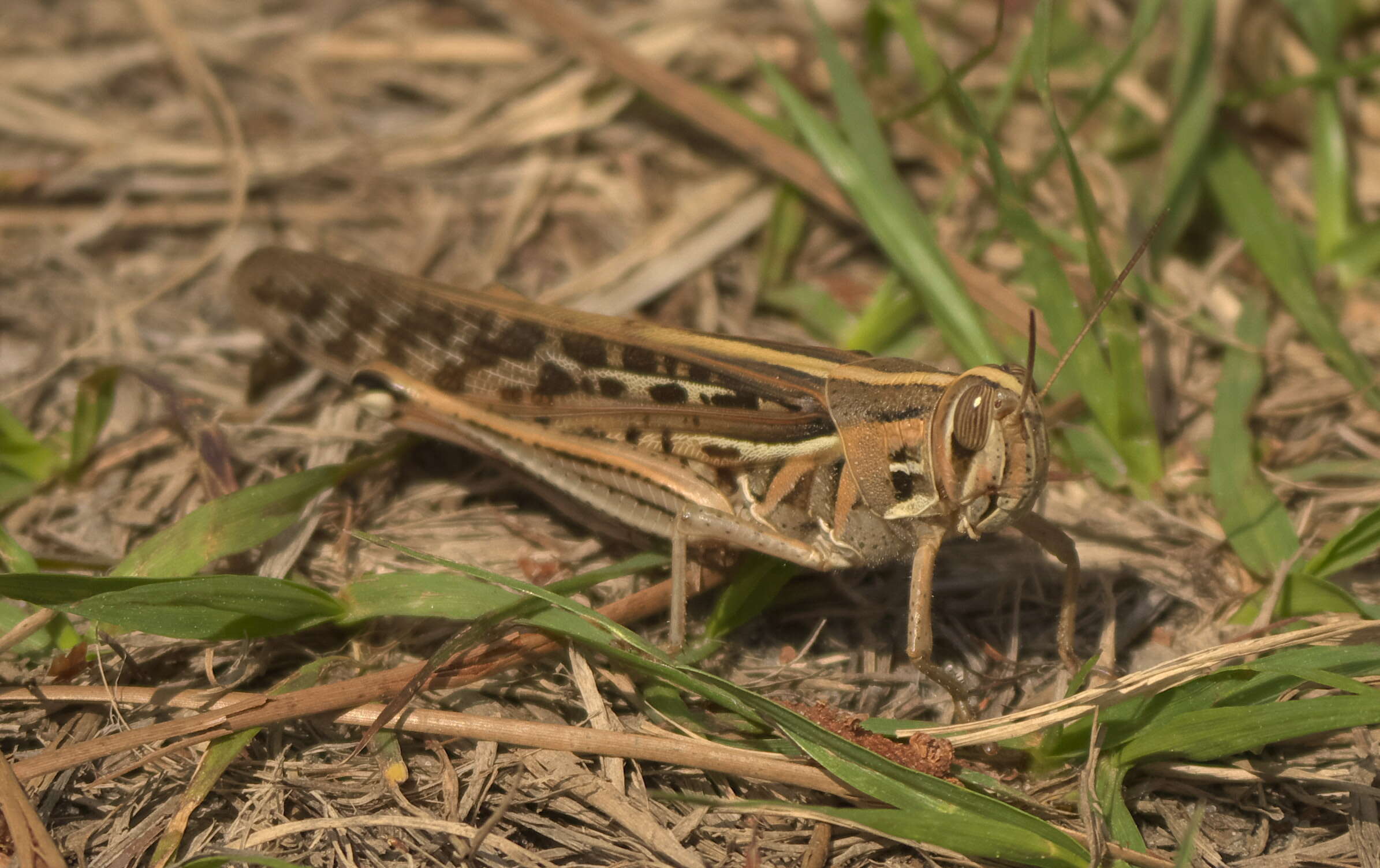 Image of American Bird Grasshopper