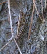 Image of American Bird Grasshopper