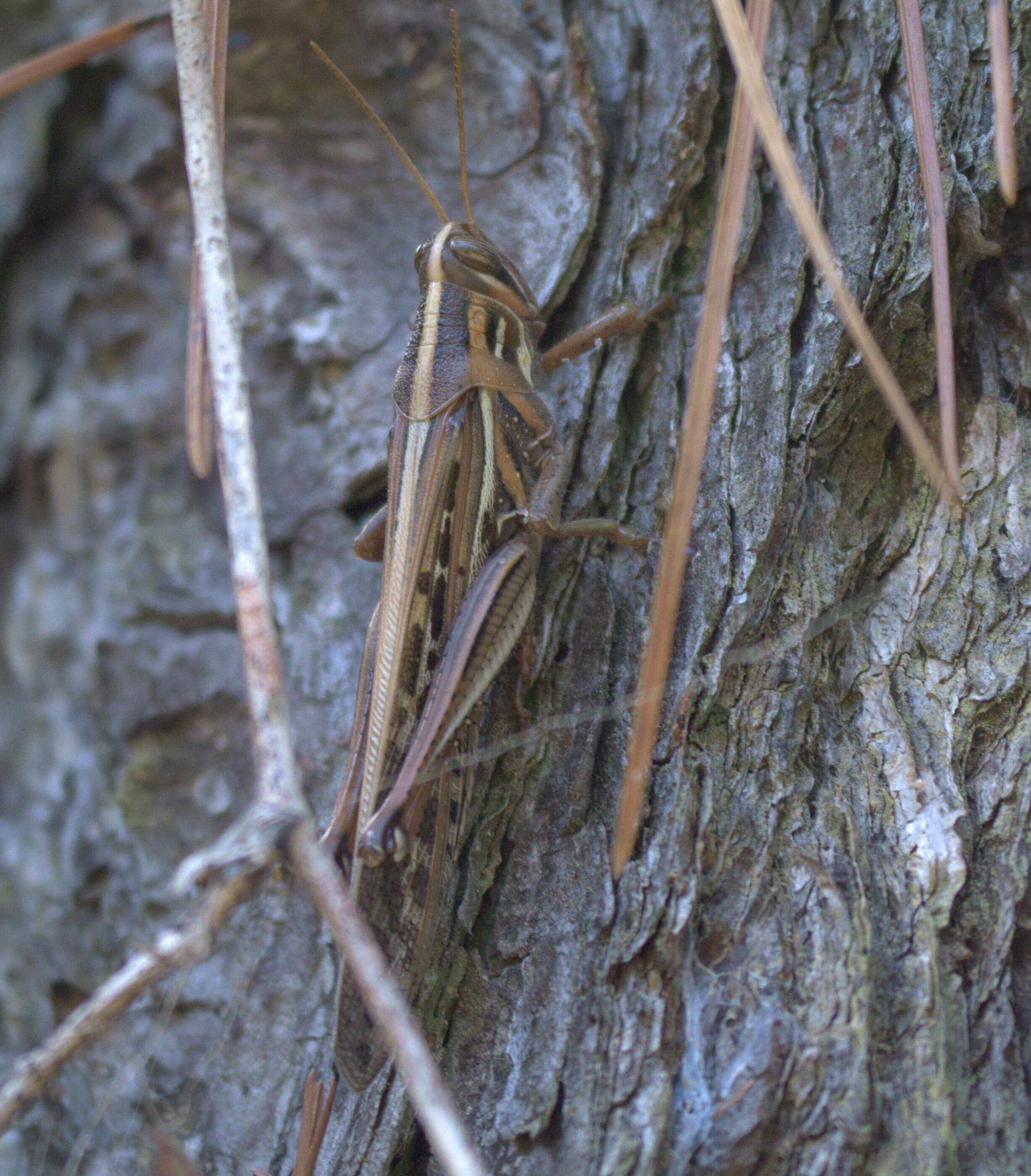 Image of American Bird Grasshopper